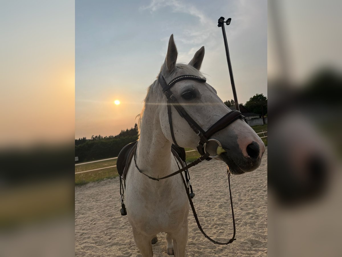 Austrian Warmblood Mare 16 years 16 hh Gray in Bad Zell