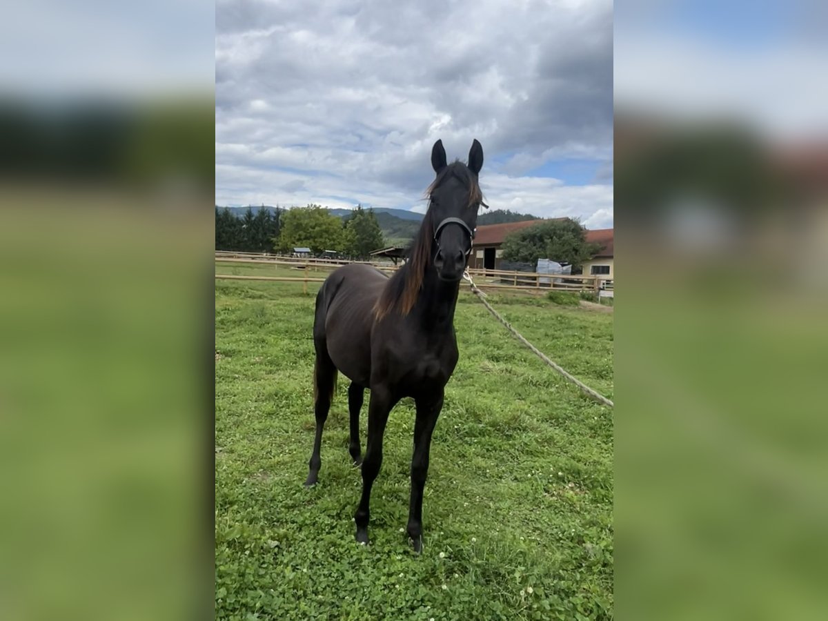 Austrian Warmblood Mare 1 year Black in Sankt Marein bei Knittelfeld