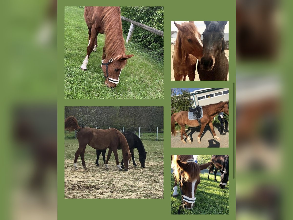 Austrian Warmblood Mare 20 years 16 hh Chestnut-Red in Deutschkreutz