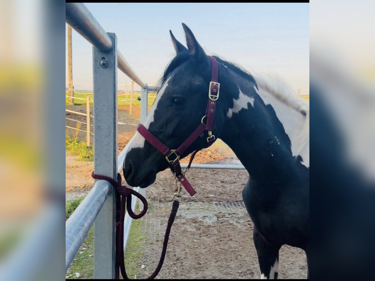 Austrian Warmblood Mix Mare 2 years 15,1 hh Pinto in Salzburg