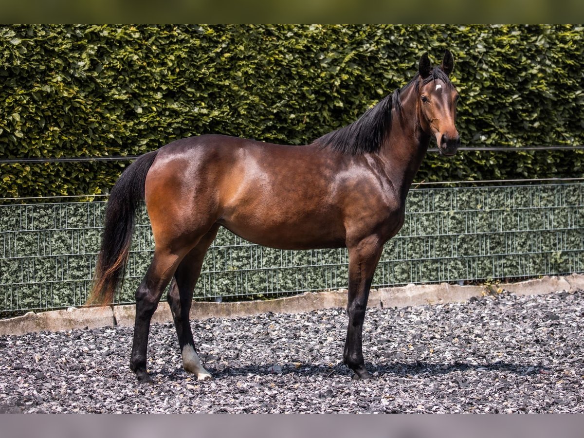 Austrian Warmblood Mare 2 years 16 hh Brown in Oberalm