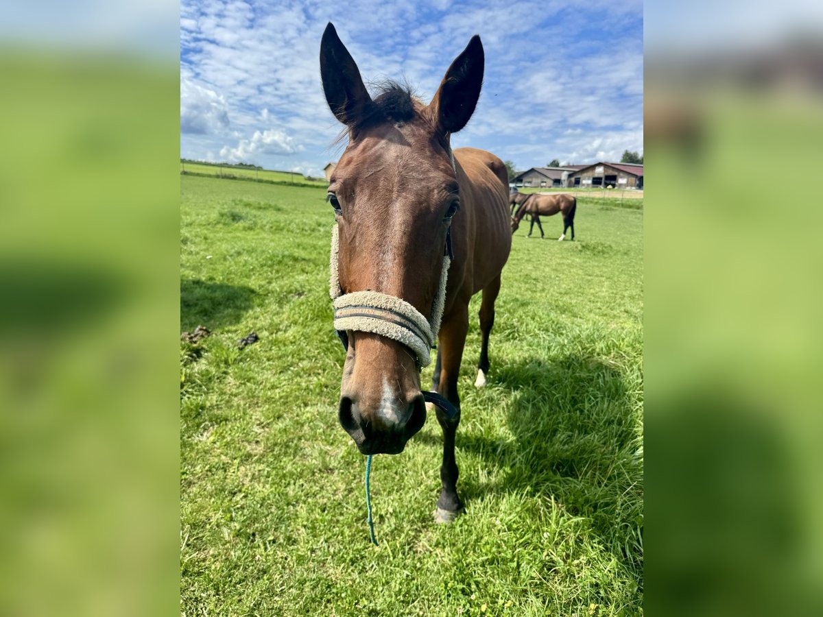 Austrian Warmblood Mare 2 years 16,1 hh Brown in Salzburg