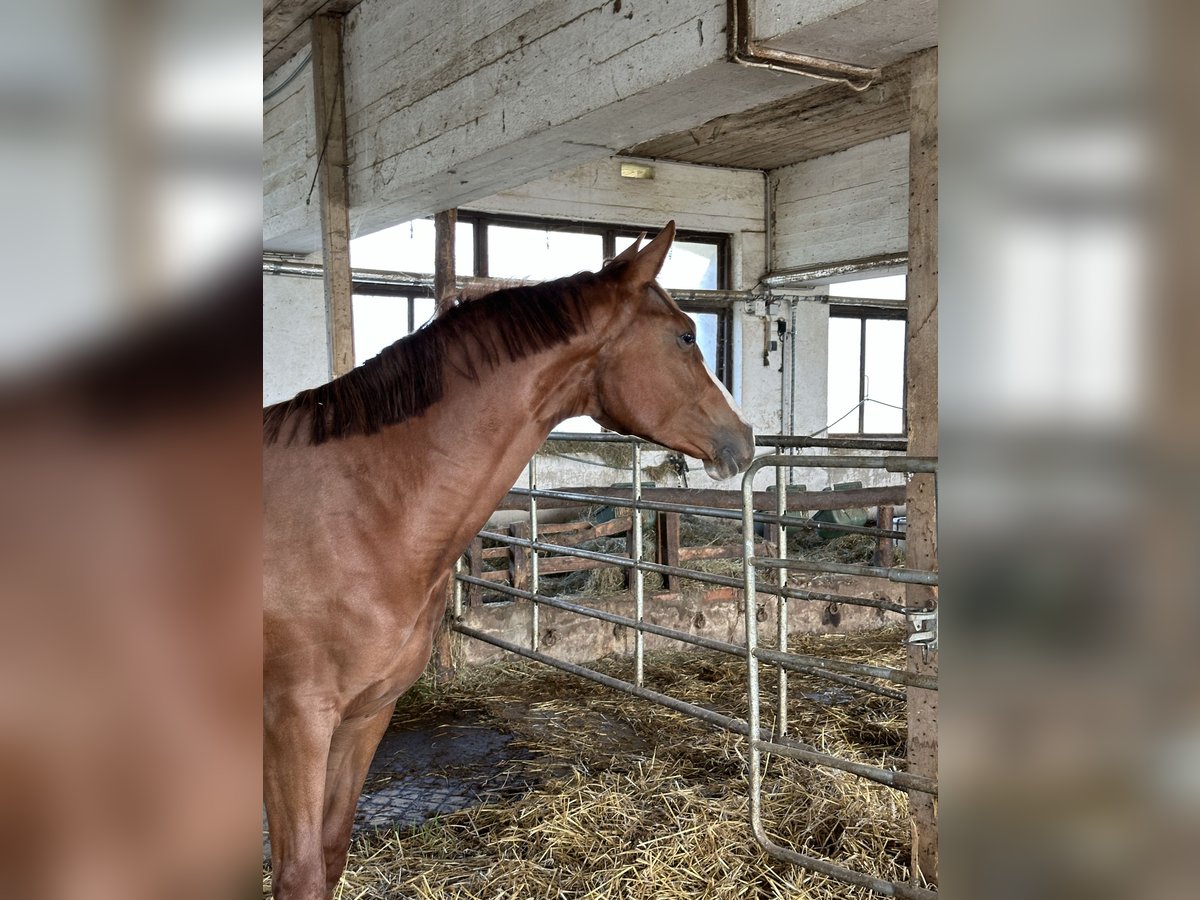 Austrian Warmblood Mare 2 years 16,3 hh Chestnut-Red in Pichl bei Wels