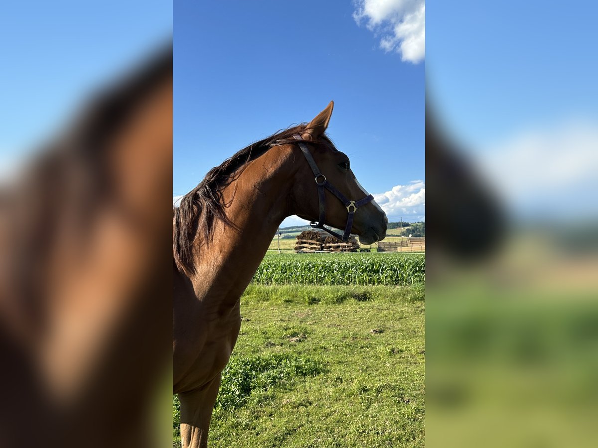Austrian Warmblood Mare 2 years 16,3 hh Chestnut-Red in Katzenberg