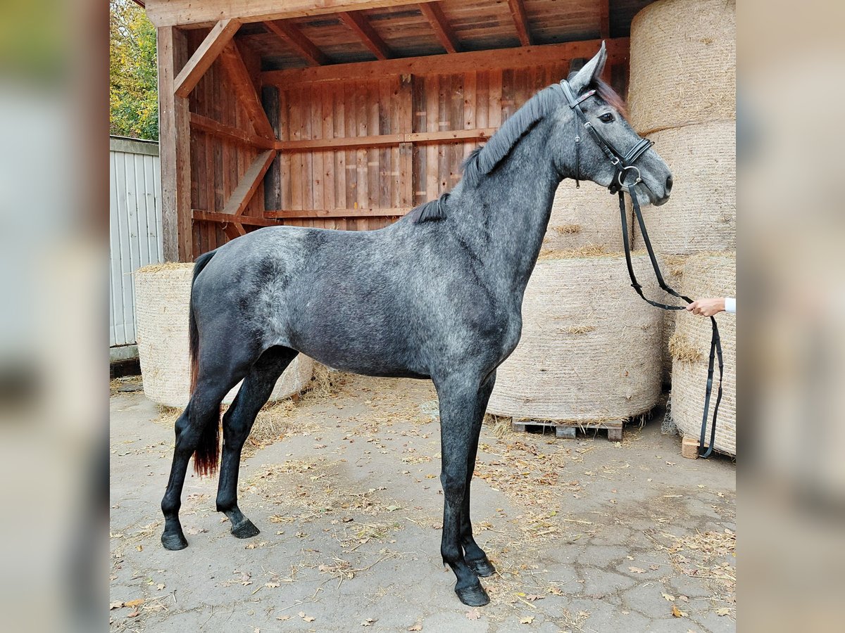Austrian Warmblood Mare 2 years Grey-Dark-Tan in Feldbach