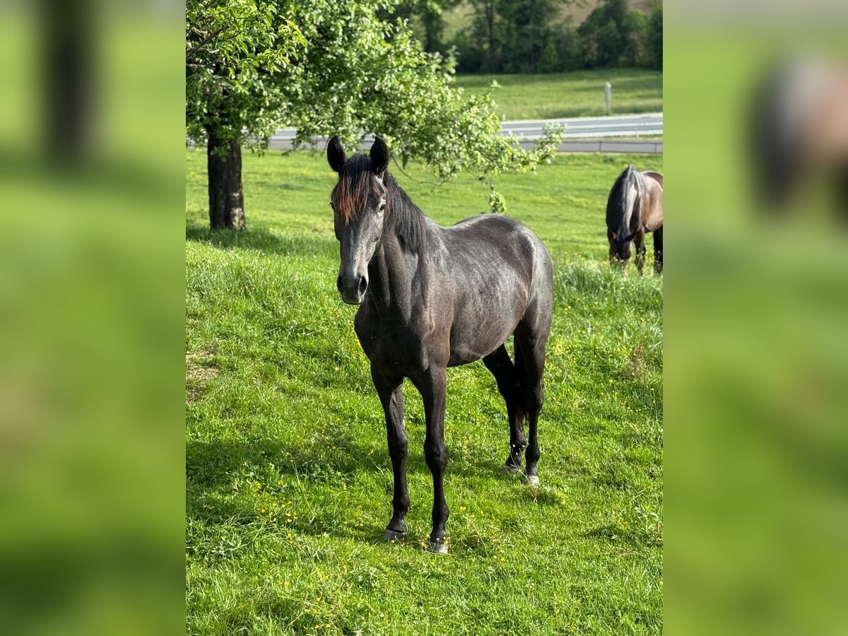 Austrian Warmblood Mare 2 years Grey-Dark-Tan in Feldbach