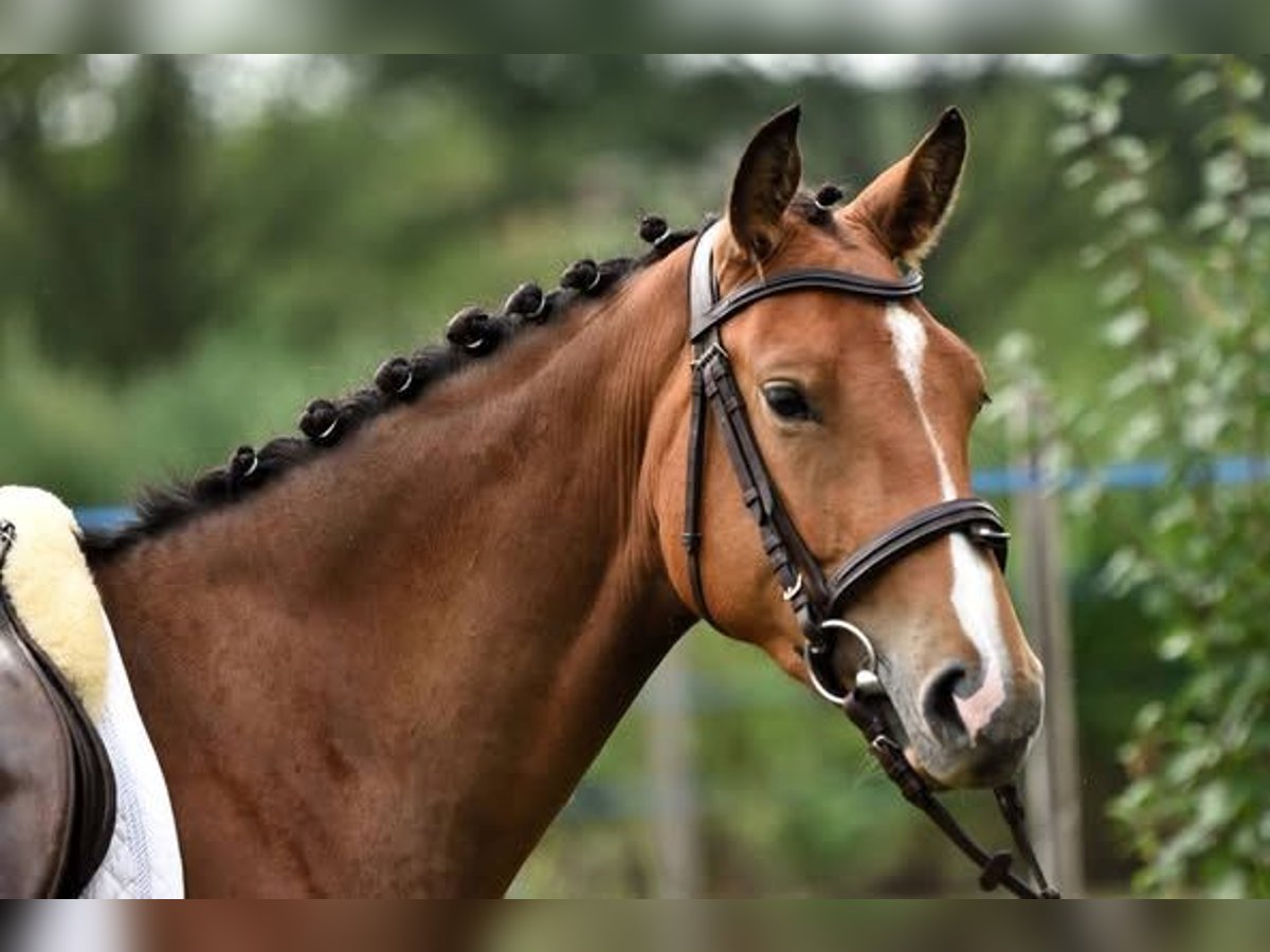 Austrian Warmblood Mare 3 years 15,2 hh Bay in Zs&#xE1;mb&#xE9;k