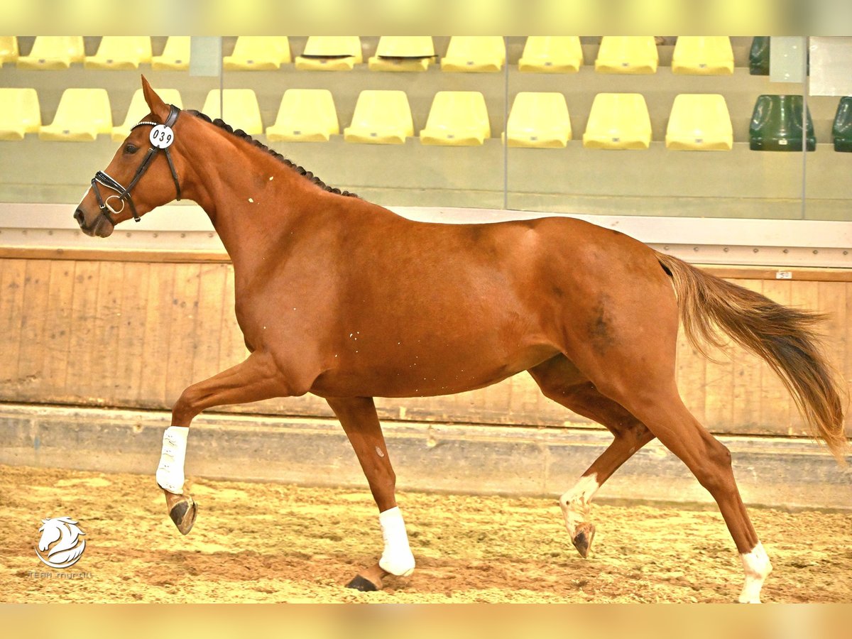 Austrian Warmblood Mare 3 years 16,2 hh Chestnut-Red in Wolfsbach