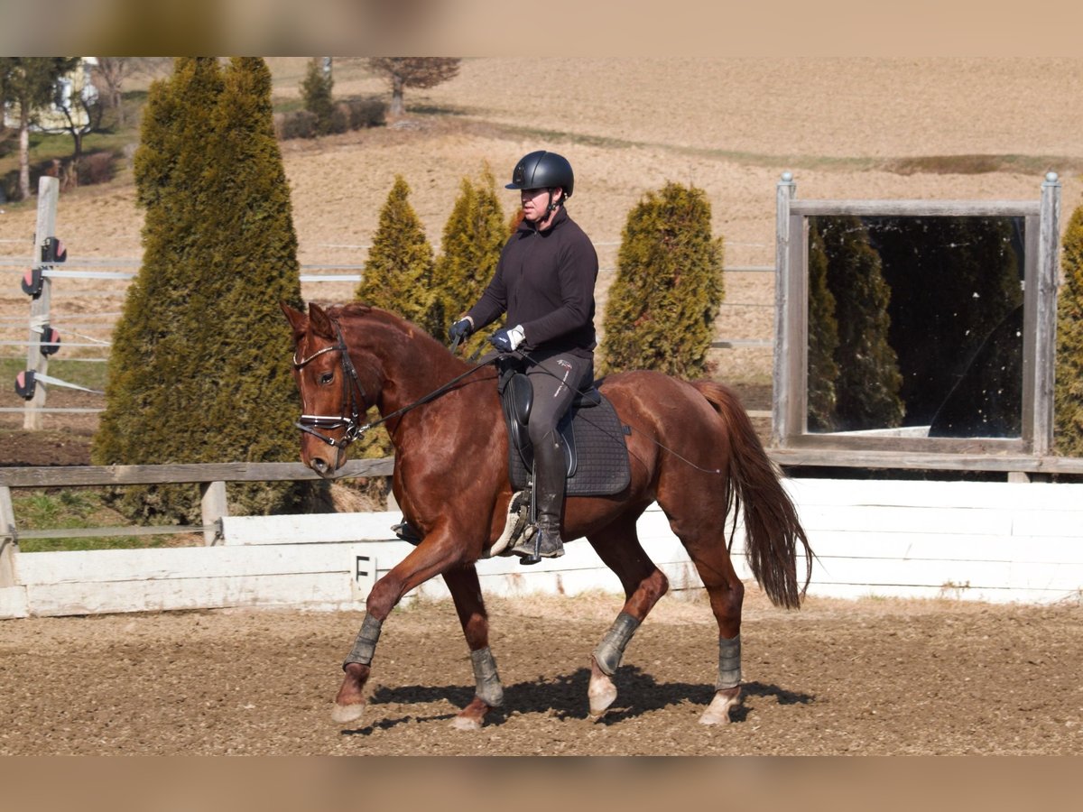 Austrian Warmblood Mare 3 years 16,2 hh Chestnut-Red in St Marein bei Graz