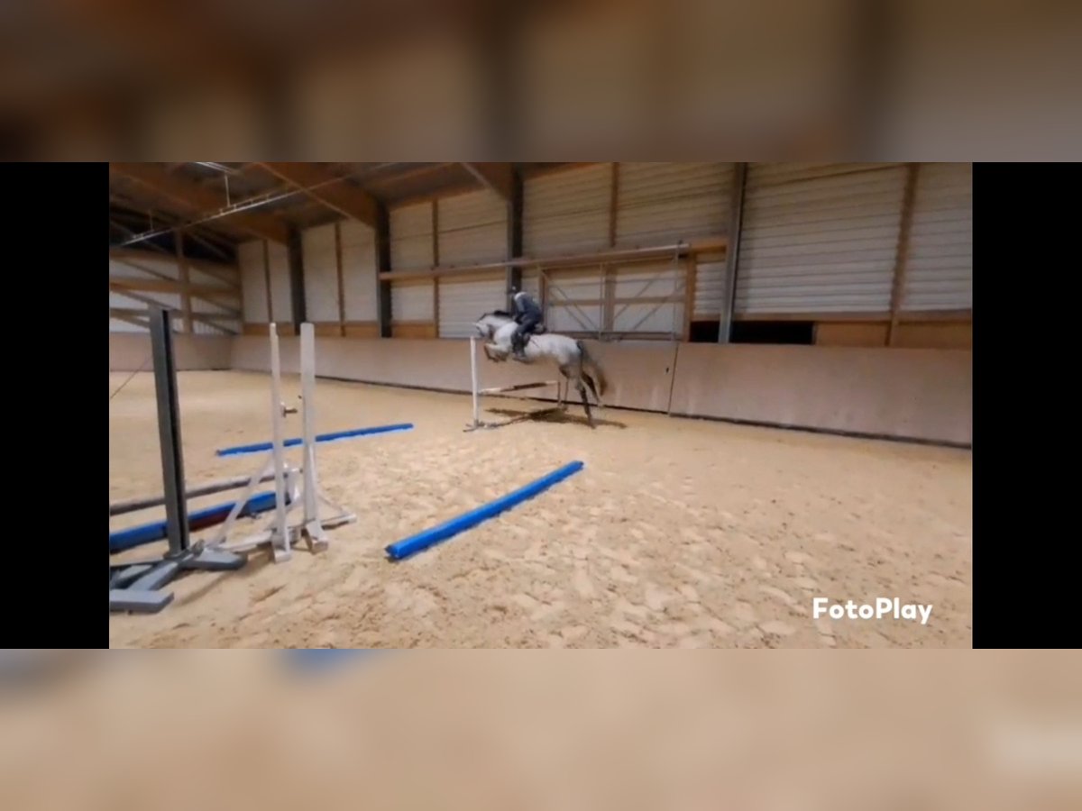 Austrian Warmblood Mare 3 years 16 hh Grey in Pichl b. Wels