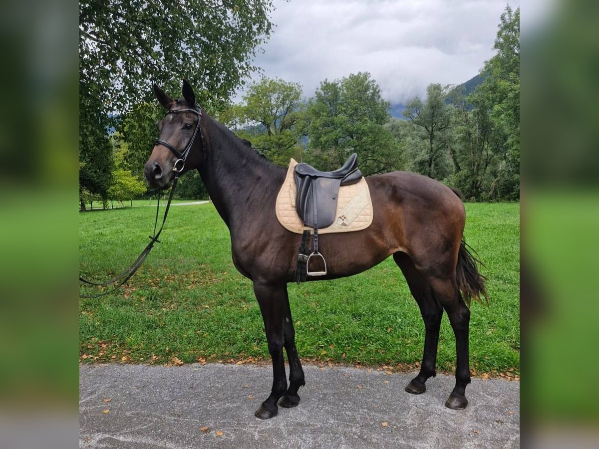 Austrian Warmblood Mare 3 years 16,2 hh Bay-Dark in Admont