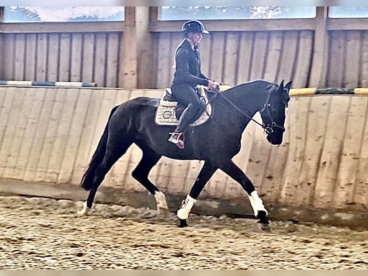 Austrian Warmblood Mare 3 years 16,3 hh Black in Wolfsbach
