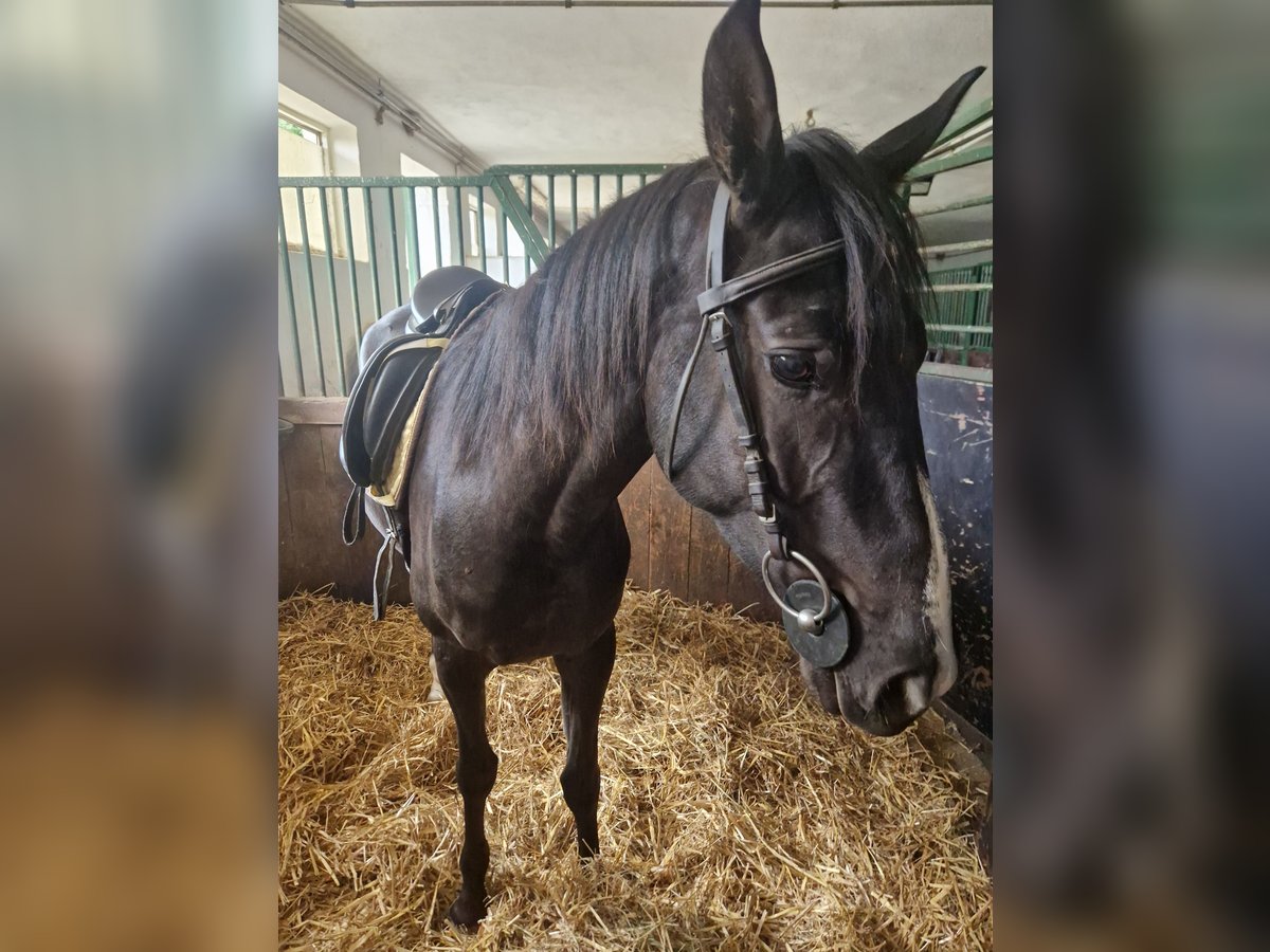 Austrian Warmblood Mare 4 years 15,2 hh Brown in Draßmarkt