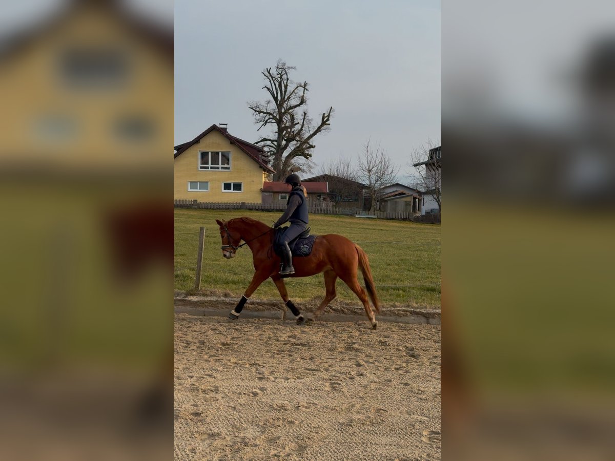 Austrian Warmblood Mare 4 years 15,3 hh Chestnut-Red in Schöngumprechting