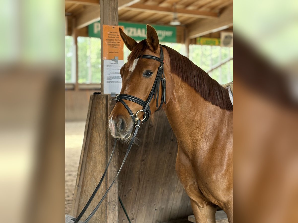 Austrian Warmblood Mare 4 years 15,2 hh Chestnut-Red in Ibbenbüren