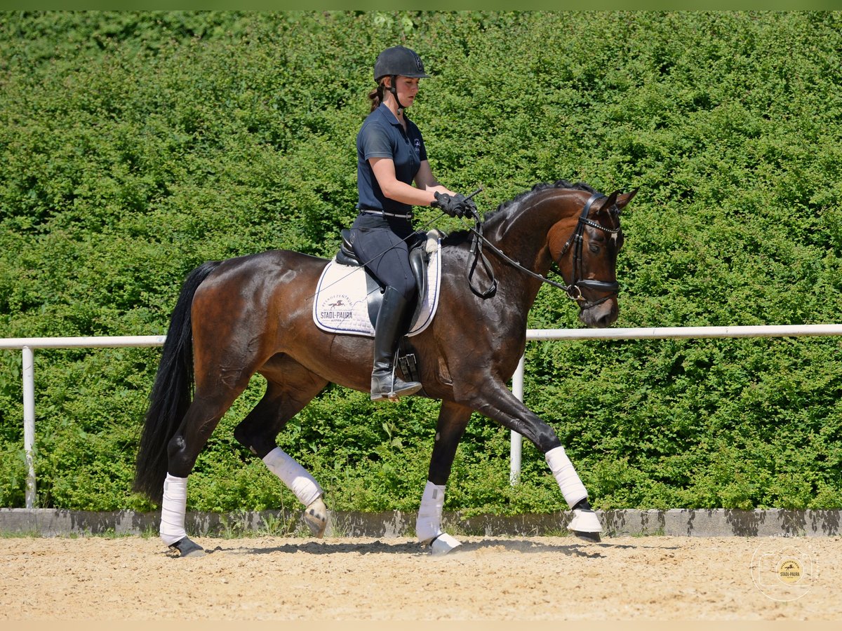 Austrian Warmblood Mare 4 years 16,1 hh Brown in StadlPaura