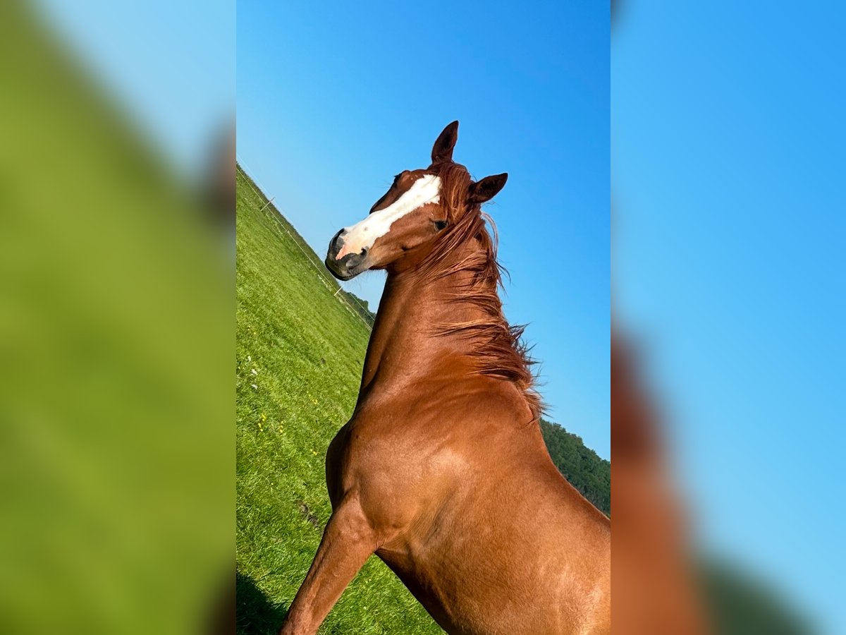 Austrian Warmblood Mare 4 years 16 hh Chestnut-Red in Sittendorf