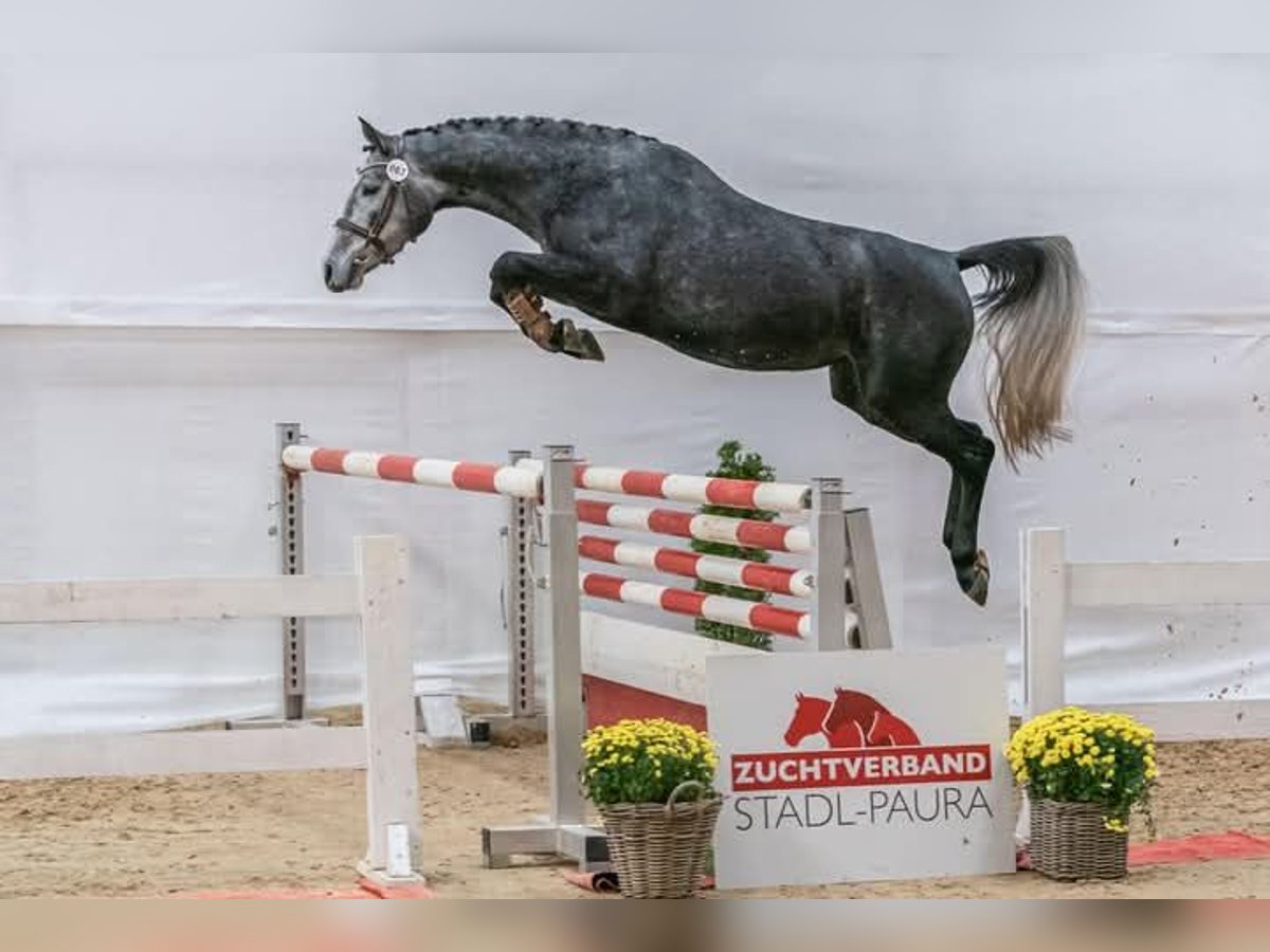 Austrian Warmblood Mare 4 years 16 hh Gray-Dapple in Ebensee