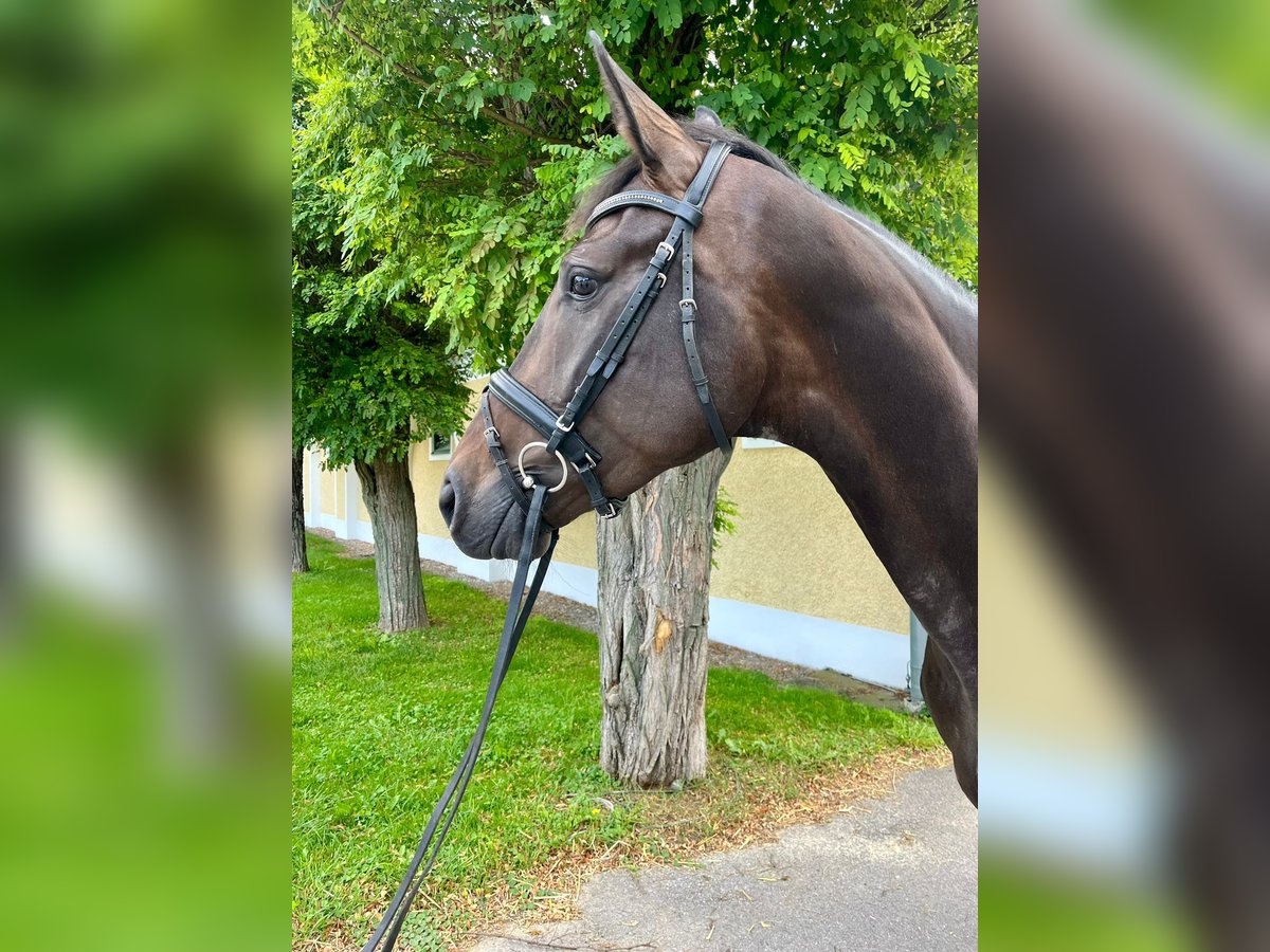 Austrian Warmblood Mare 4 years 17 hh Brown in Stadl-Paura