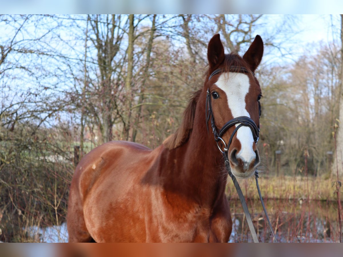 Austrian Warmblood Mare 5 years 14,2 hh Chestnut-Red in Babenhausen