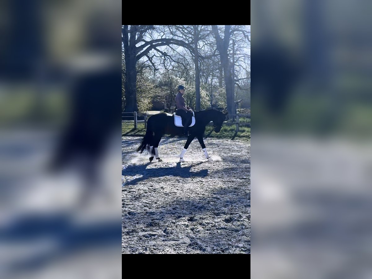 Austrian Warmblood Mare 5 years 16,1 hh Bay-Dark in Ibbenbüren