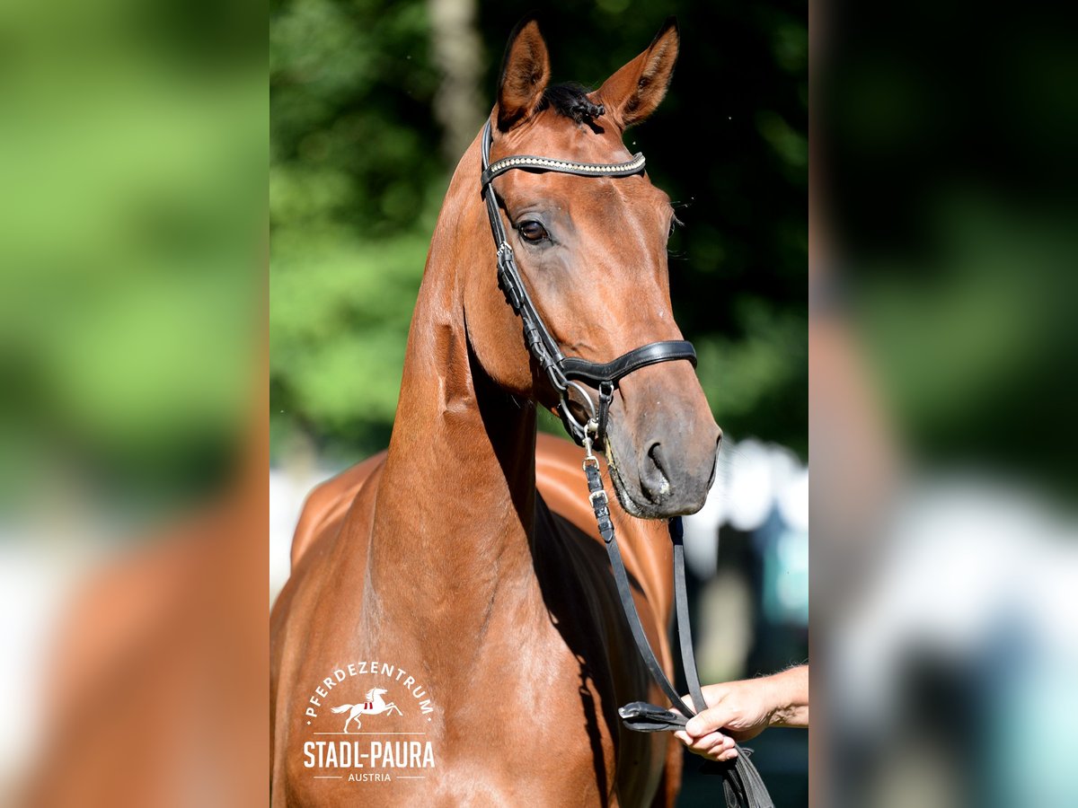 Austrian Warmblood Mare 5 years 16,2 hh Brown in Stadl-Paura