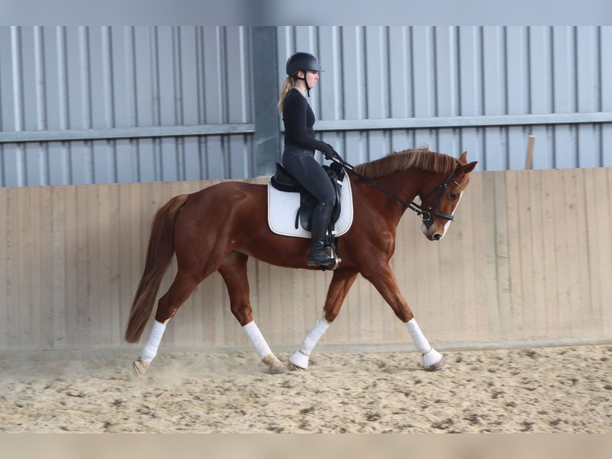 Austrian Warmblood Mare 7 years 15,3 hh Chestnut-Red in Götzendorf an der Leitha