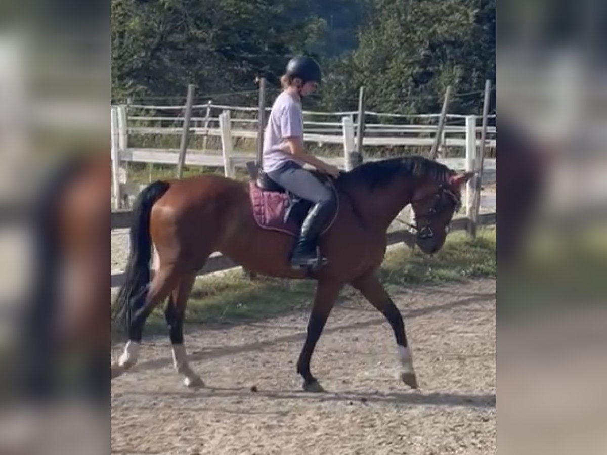 Austrian Warmblood Mare 7 years 16,1 hh Brown in Klagenfurt