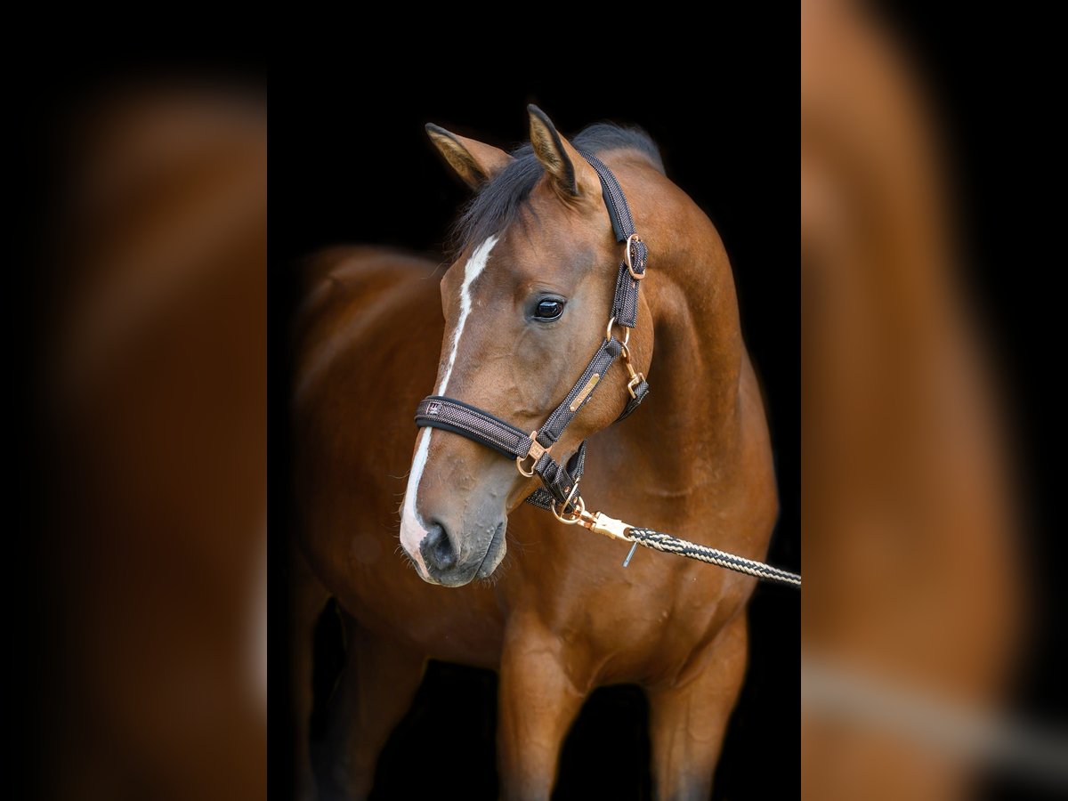 Austrian Warmblood Mare 7 years 16 hh Brown in Gföhl