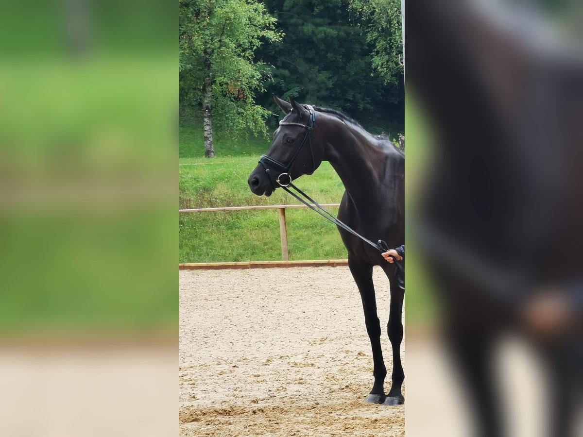 Austrian Warmblood Mare 8 years 16,3 hh Smoky-Black in Wolnzach
