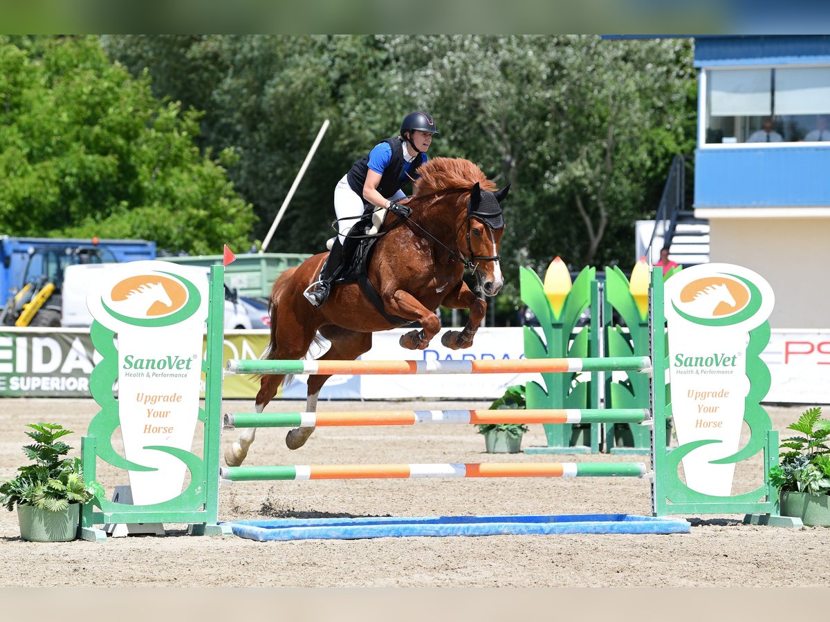 Austrian Warmblood Mare 8 years 16,1 hh Chestnut-Red in Bromberg