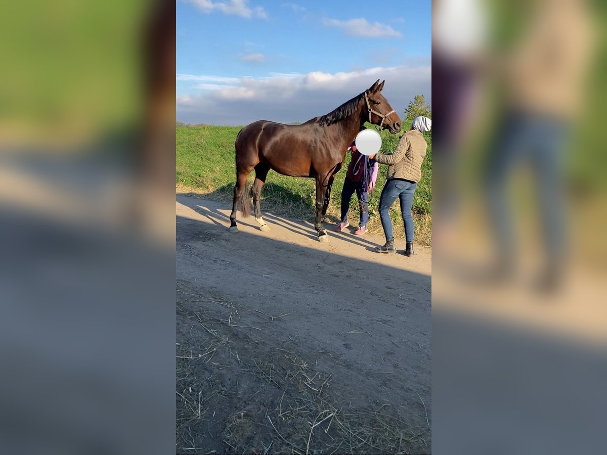 Austrian Warmblood Mix Mare 8 years 17,1 hh Brown in Lannach