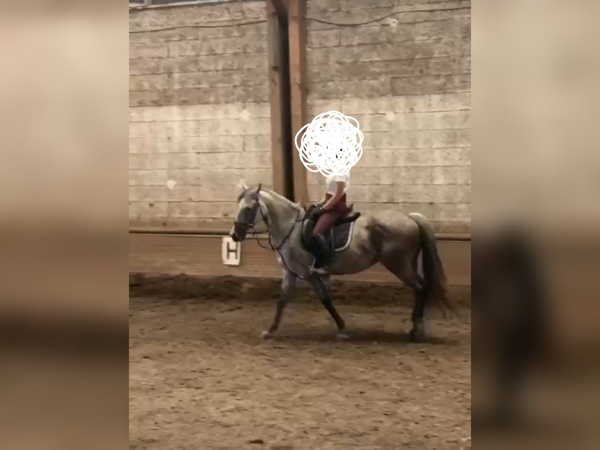 Austrian Warmblood Mare 9 years 14,1 hh Grey-Dapple in Obertilliach