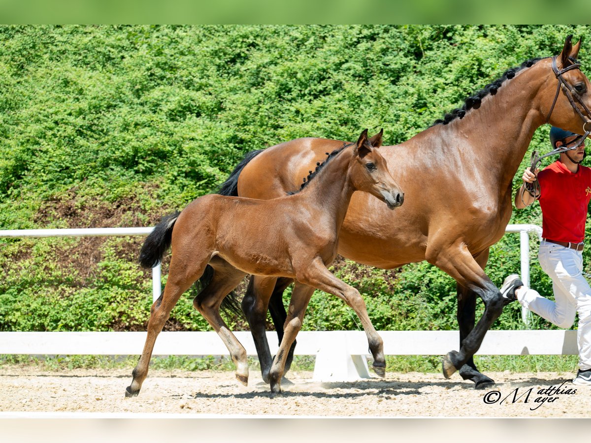 Austrian Warmblood Mare Foal (04/2025) 16,2 hh Brown in Mehrnbach
