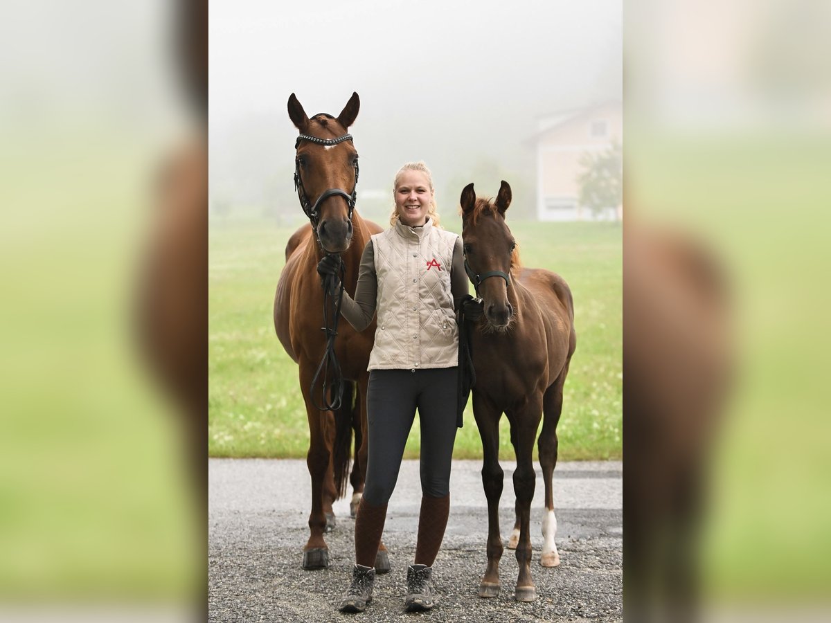 Austrian Warmblood Mare Foal (03/2025) 16,2 hh Chestnut in Kronegg