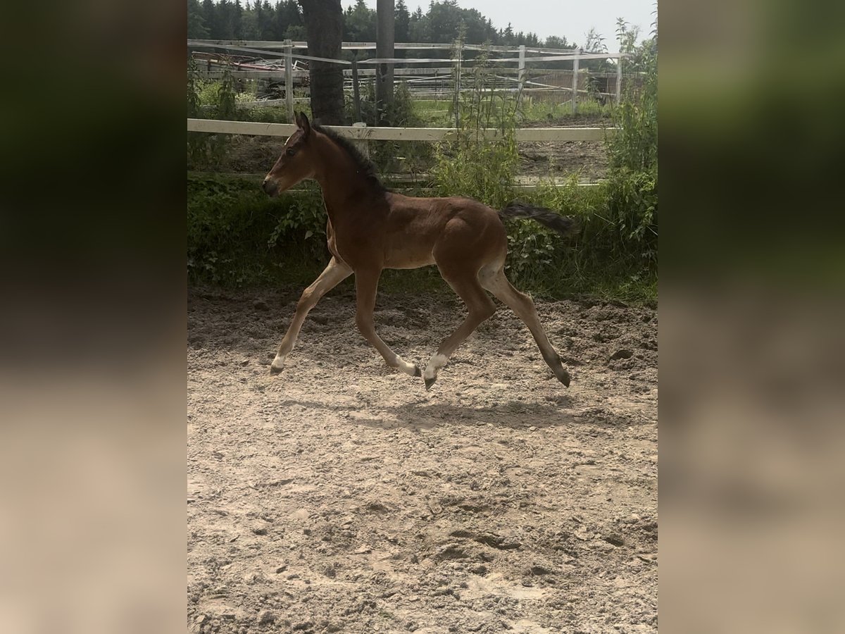 Austrian Warmblood Mare Foal (05/2024) 17 hh Brown in Zell an der Pram