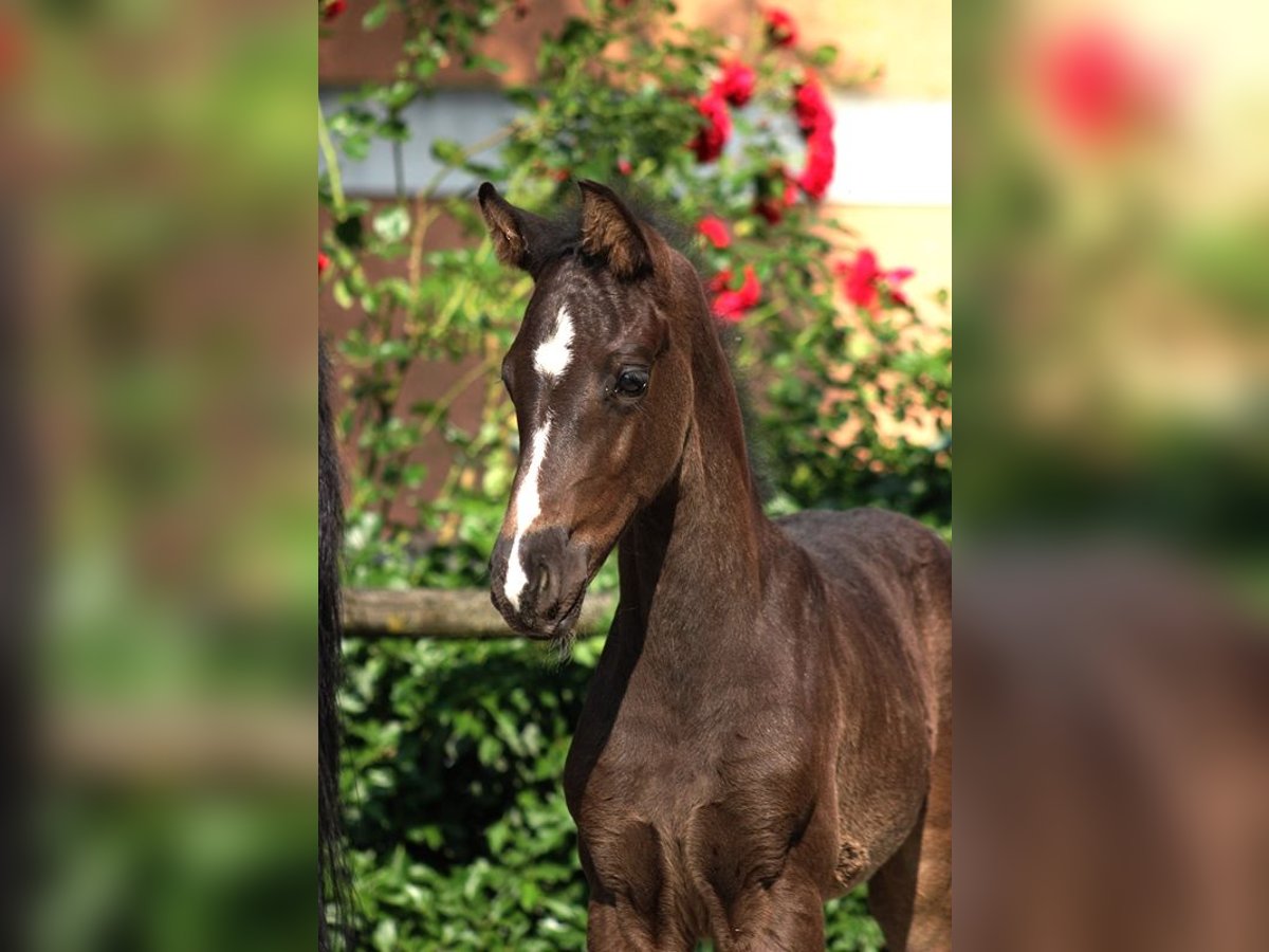 Austrian Warmblood Mare  Black in Pfarrkirchen