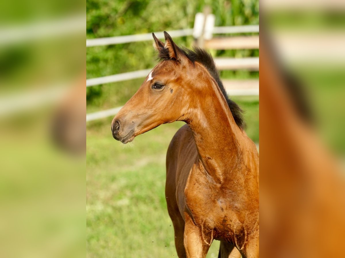 Austrian Warmblood Mare Foal (05/2025) Brown in Villach-Innere Stadt