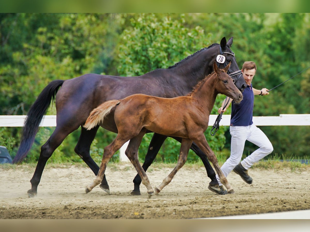 Austrian Warmblood Mare Foal (05/2025) Chestnut in M&#xFC;hlen