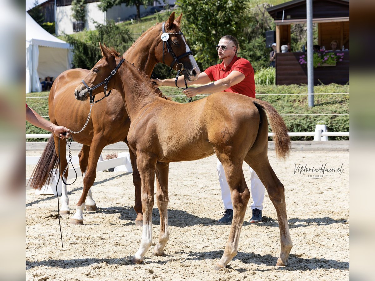 Austrian Warmblood Mare Foal (04/2025) Chestnut-Red in Punitz