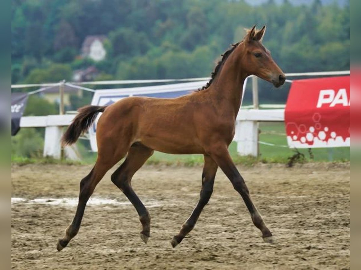 Austrian Warmblood Stallion 1 year 16,2 hh Brown in Klagenfurt Austrian Warmblood Stallion 1 year 16,2 hh Brown in Klagenfurt
