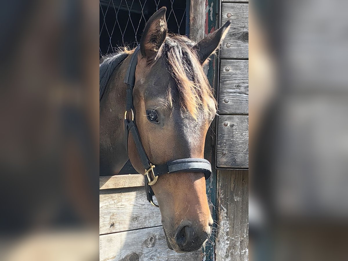 Austrian Warmblood Stallion 1 year 16,2 hh Bay-Dark in Kirchberg am Wechsel