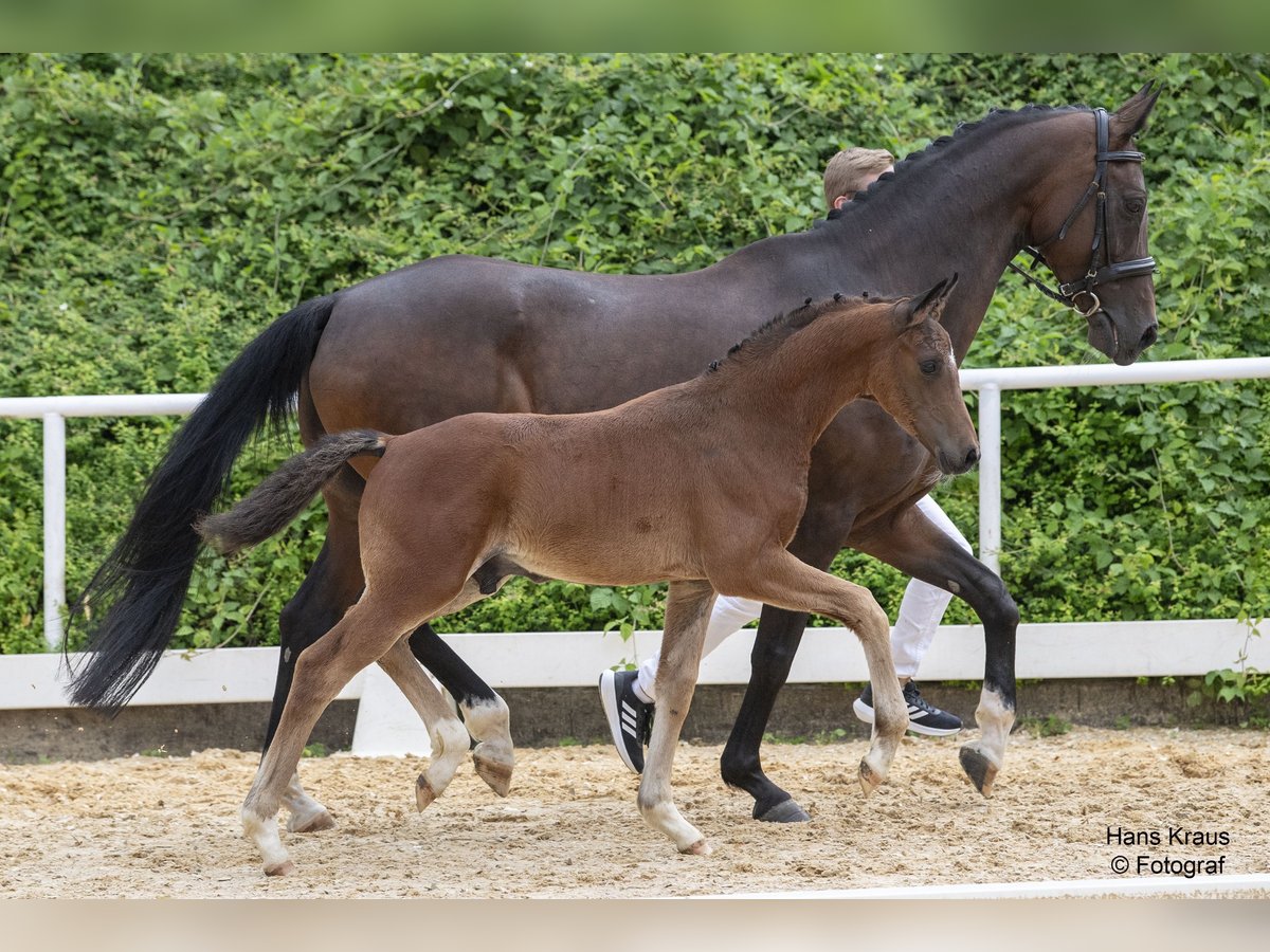 Austrian Warmblood Stallion 1 year Brown in St. Marien