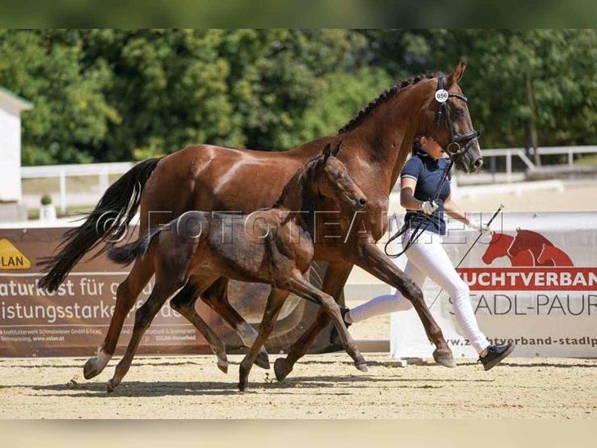 Austrian Warmblood Stallion 1 year Brown in Garsten