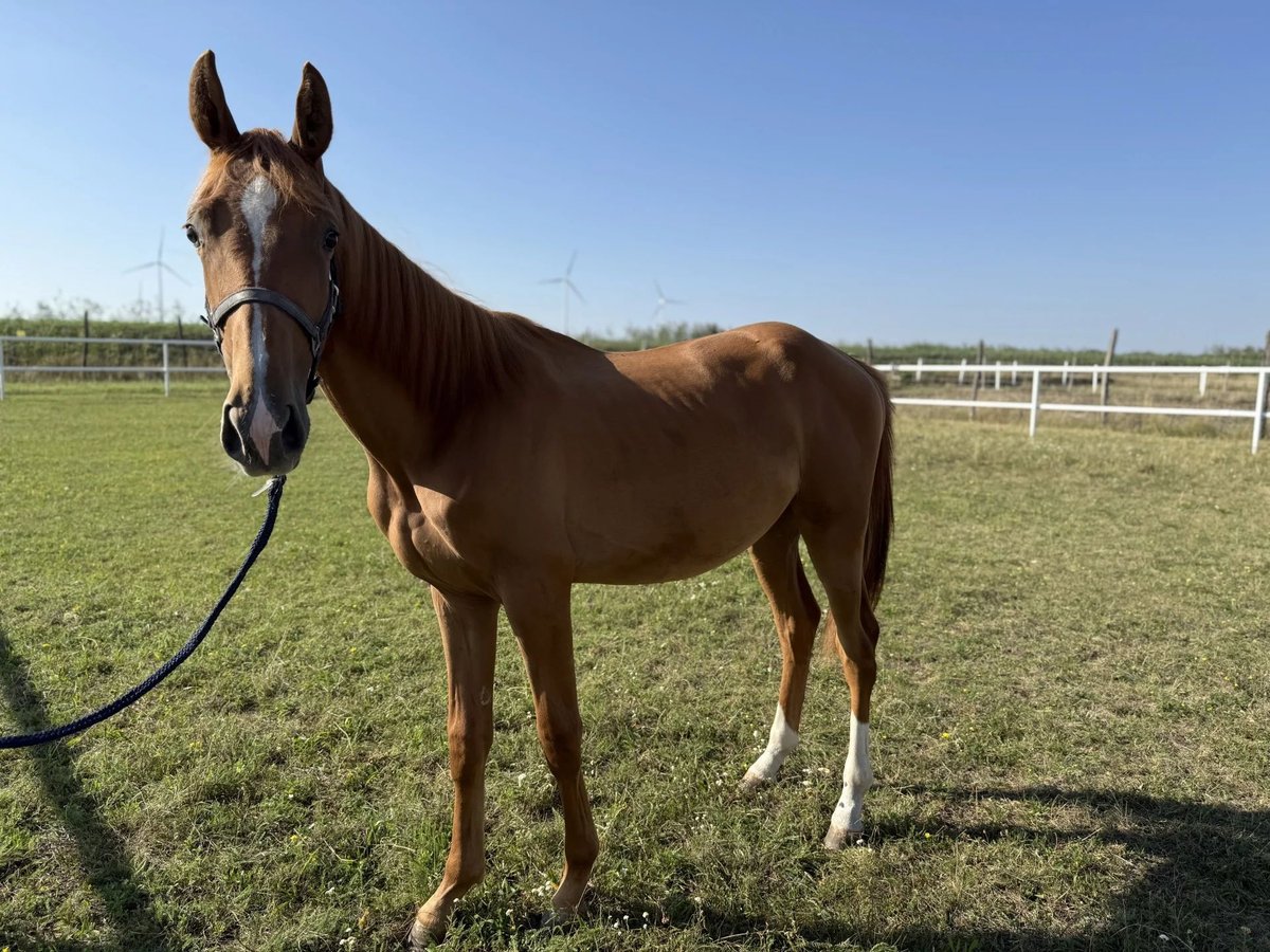 Austrian Warmblood Stallion 1 year Chestnut-Red in Deutsch Wagram