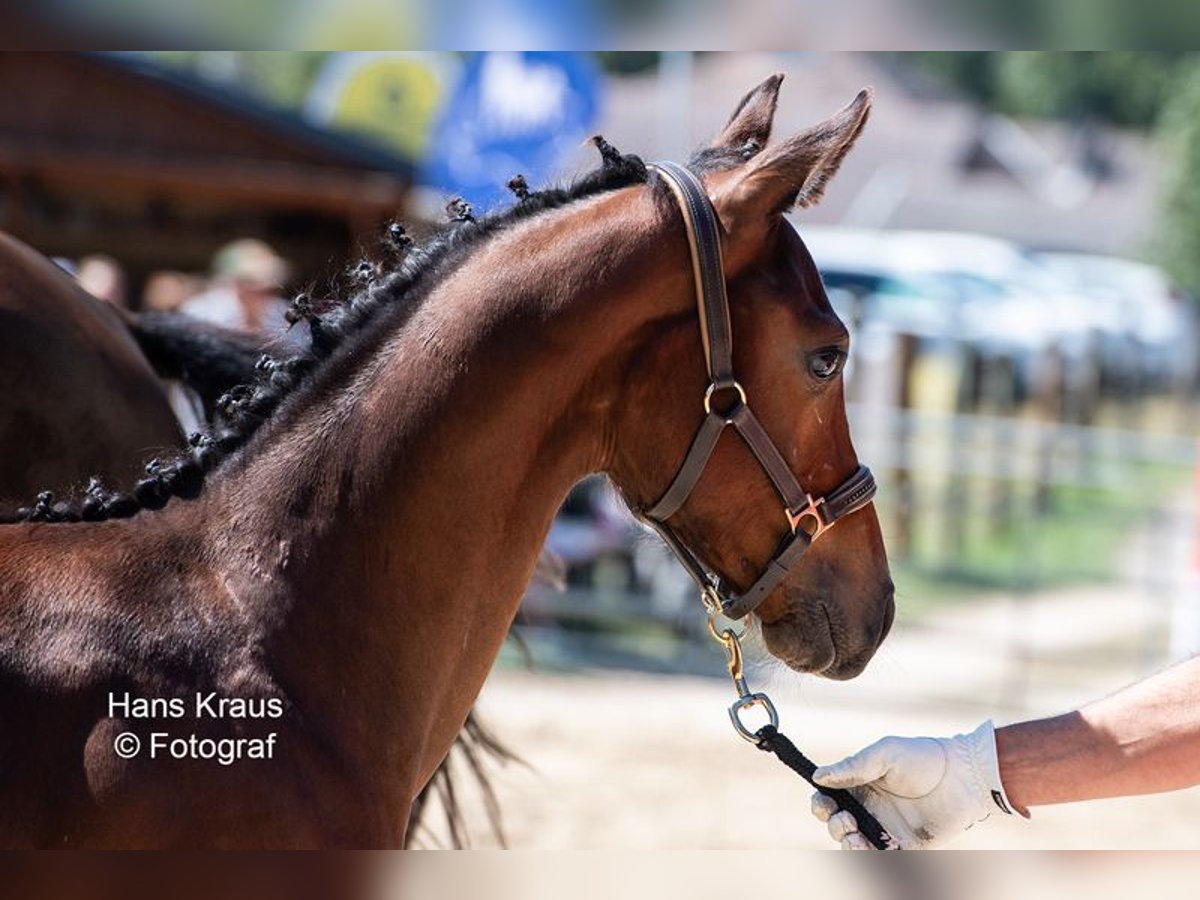 Austrian Warmblood Stallion 1 year in kollmitzdörfl