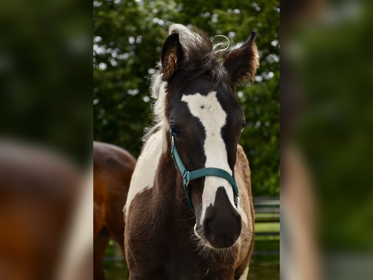 Austrian Warmblood Stallion 1 year Pinto in Reutte