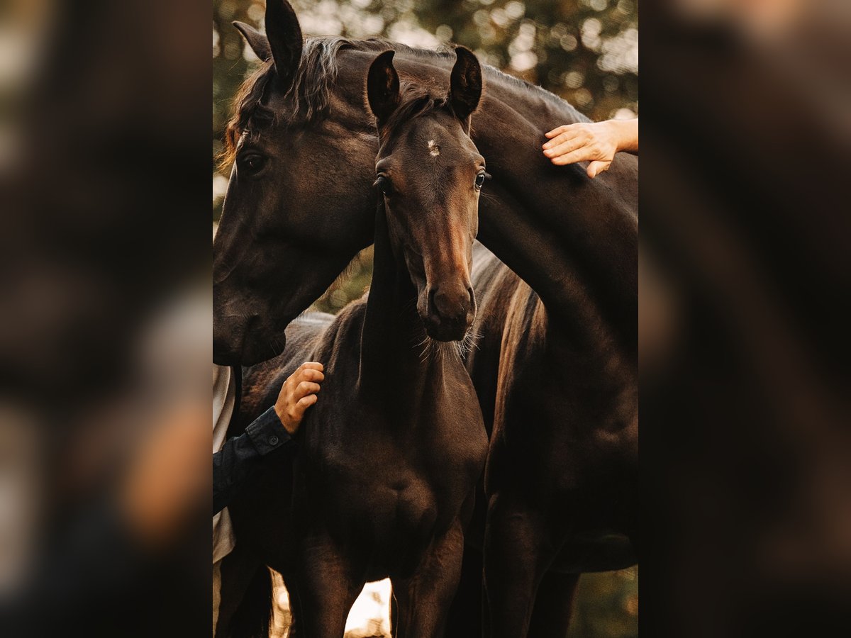 Austrian Warmblood Stallion 1 year Smoky-Black in Scheibbs