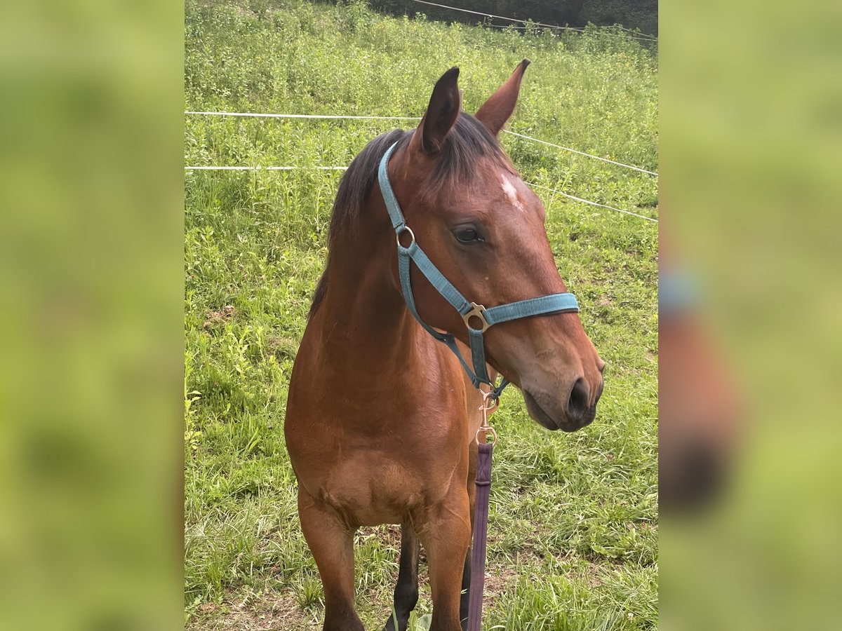 Austrian Warmblood Stallion 2 years 16 hh Brown in St. Margarethen An Der Raab