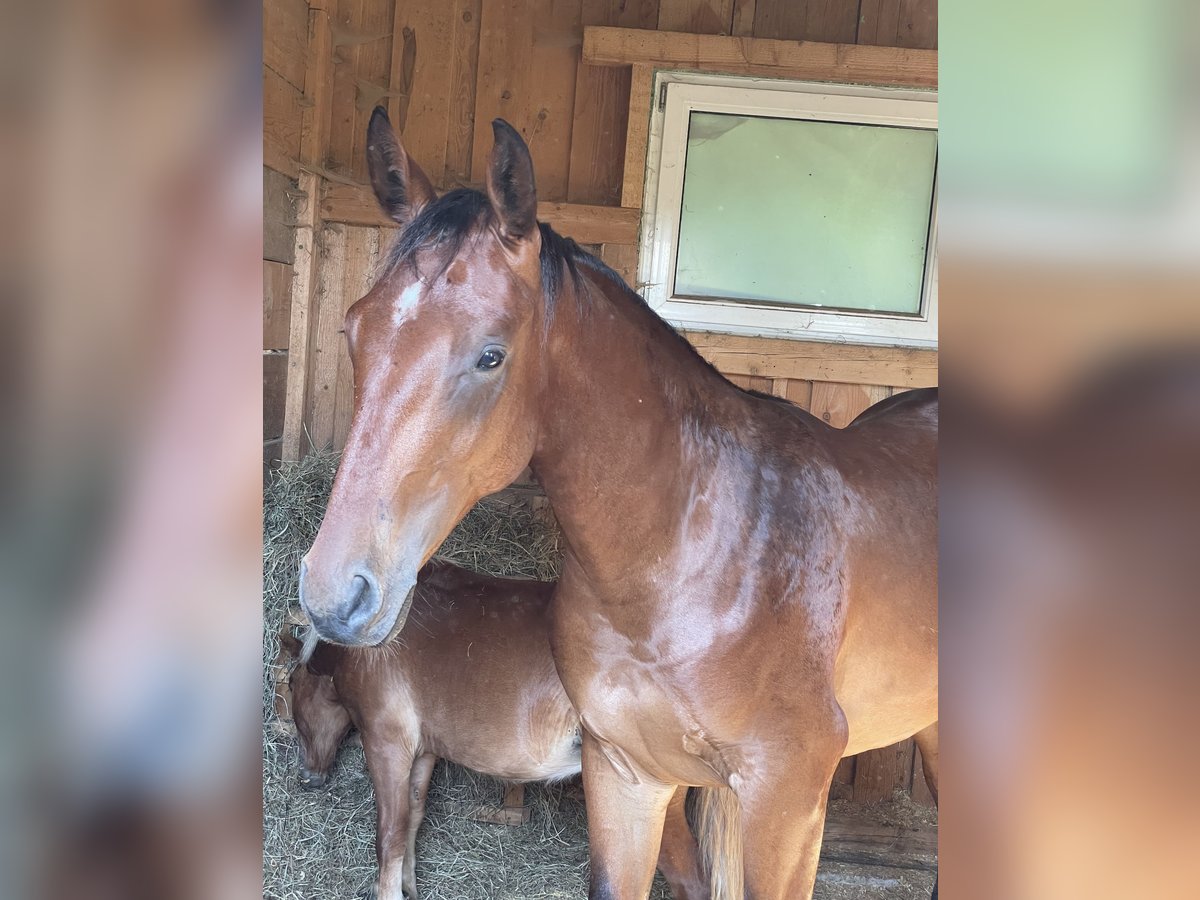 Austrian Warmblood Stallion 2 years 16 hh Brown in St. Margarethen An Der Raab